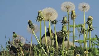 Dandelions in lawn flowers and clocks time lapse
