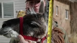 How to Measure and Weigh your Llamas