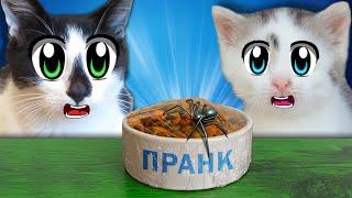 3 СМЕШНЫХ ПРАНКА над КОТАМИ!  Приколы с животными ! Лучшие ИДЕИ для РОЗЫГРЫША