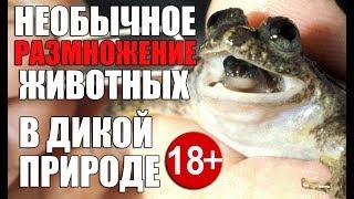 НЕОБЫЧНОЕ РАЗМНОЖЕНИЕ ЖИВОТНЫХ В ДИКОЙ ПРИРОДЕ