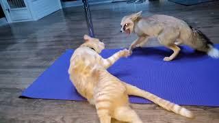 Cat and fox do yoga together...sort of