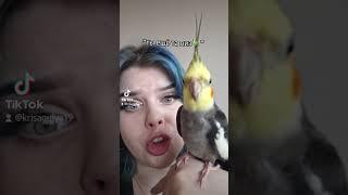 мой тгк:parrotsandlife#попугаи #какарики #машкаричи #волнистыйпопугай #крысогуля #кореллы