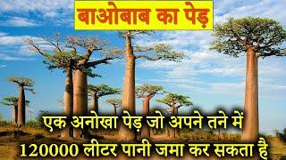 बाओबाब पेड़ के रोचक तथ्य ! Baobab Tree Fun Facts in Hindi !