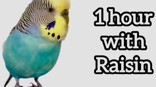 1 hour with Raisin | Talking singing Budgie