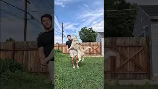 Dog owner regrets his decision immediately #dogsofyoutube #dogshorts #funnydogs #funnyanimals