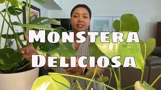 Monstera Deliciosa Care Tips Swiss Cheese Plant Split Leaf Tropical Beginner Houseplant