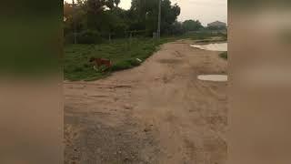 Dog chasing cows