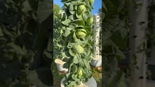 18 cabbages grown in less than one square meter on an aeroponic tower #cabbage #farming #agriculture