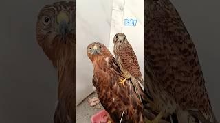 The falcon family #nature #cute
