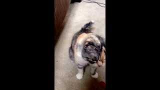 My cat tigger can sit and shake