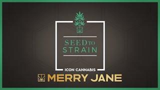 Seed to Strain: Icon Grow Cannabis