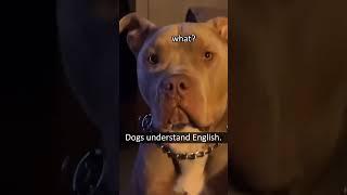 #cat #dog #funny #happycats #catmemes #music #memes #pets