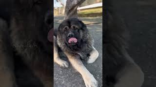 Animal Transformation #short #tiktok #animals