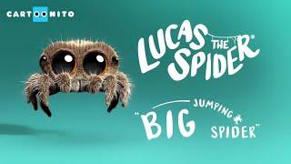 Lucas the Spider - Big Jumping Spider! - Short