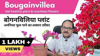 Bougainvillea में पत्तियों से ज्यादा फूल कैसे पाएं I How To Get Countless Flowers in Bougainvillea.