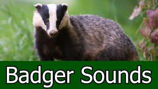 Badger Sounds & Pictures ~ The Scream Of a Badger. Learn the sound a Badger makes.