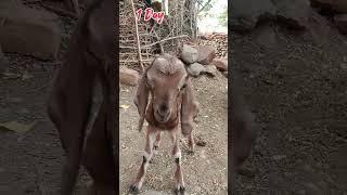 male goat | sheli palan |shorts |short shirdi | youtube shorts