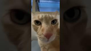 Kiss Kiss Cat V4 #kisscat #cat