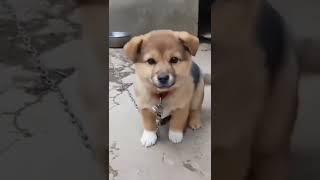 cute puppy  #shorts video puppy #puppy voice   pilla ki abaj