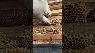 15 06 2025 yeşil arıcılık 