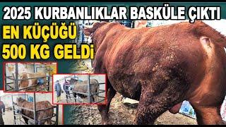 2025 Kurbanlıklar Basküle Çıktı, Tek Tek Tartıldı - Halil Yıldırım Besi Çiftliği Ankara