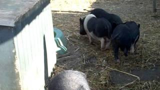 Animalinneed: The rescued Vietnamese Pigs