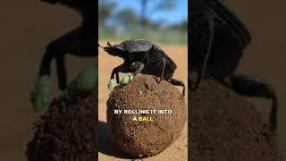 Dung Beetle | The Strongest Animal On Earth