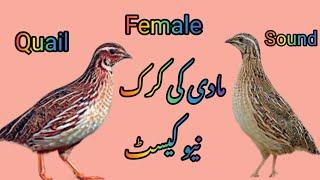 madi batair ki awaz Female quil sound مادی بٹیر کی آواز صبح رات والی آواز