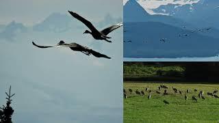 2019 to 2022 Homer Alaska Sandhill Cranes