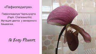 Пафиопедилум Чарльзуорта (Paph. Charlesworthii).  Мутация цветка  у венериного башмачка.