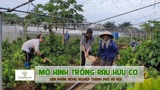 Nông Nghiệp Sạch | Mô Hình Trồng Rau Hữu Cơ Của Trang TRại Hoa Viên