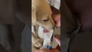 В такую жару спасает только мороженое  #рекомендации #goldenretriever #puppy #собака