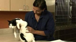 Pet Obesity, tips from the American Veterinary Medical Association