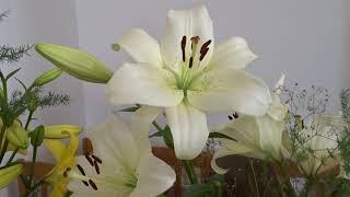 Lilium var. Courier