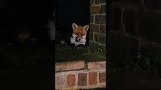 CUTE FOX FALLING ASLEEP AT NIGHT 