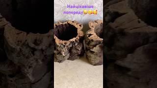 Вау! Те що треба для моїх красунь! Природня посадка#orchid #plants #garden #посадка #україна