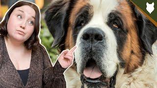 5 Reasons you SHOULD NOT GET A SAINT BERNARD