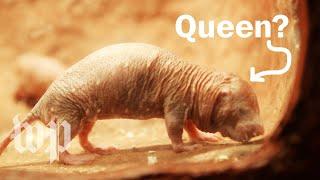 How do naked mole-rats choose their queen?