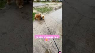 Почом сало, помідори #dog #пекинес #собака #пікінесівна