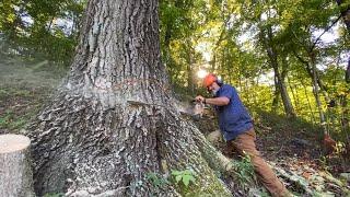 Biggest hardwood he's ever cut in his 40 years of timber cutting