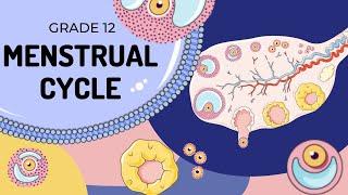 Menstrual Cycle