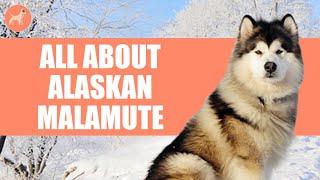 Alaskan Malamute: All About This Wolf Looking Dog Breed