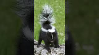 Skunk | Nature's Stink Bomb