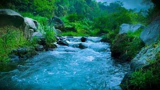 Relaxing River Sound of a forest river for sleeping, peaceful mind, calm heart, happy life