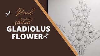 How To Draw Gladiolus Flower Step By Step/pencil Sketch.