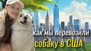 Как мы перевозили свою собаку в Америку. Перевозка собаки в США