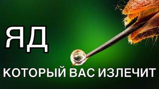 ЯД КОТОРЫЙ ВАС ИЗЛЕЧИТ. он изменит ваше тело