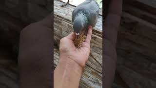 Sneaky Pigeon Plots the Ultimate Snack Heist..#shorts #like #pigeon #foryou #funny #cute #india #100