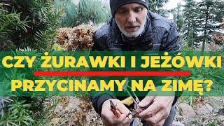 Czy żurawki i jeżówki przycinamy na zimę?