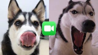 Husky Facetimes her Boyfriend